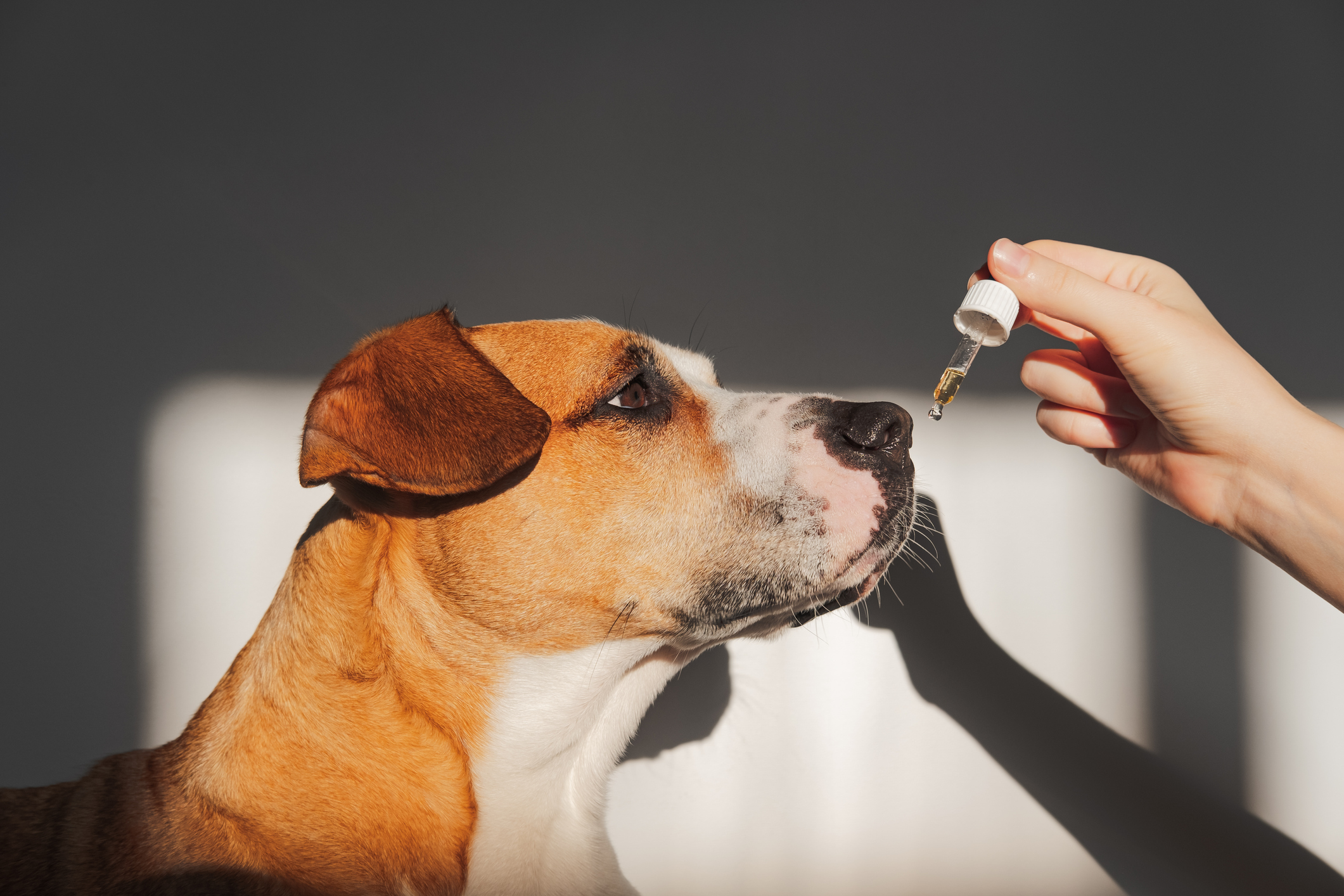 the best organic cbd oil for dogs